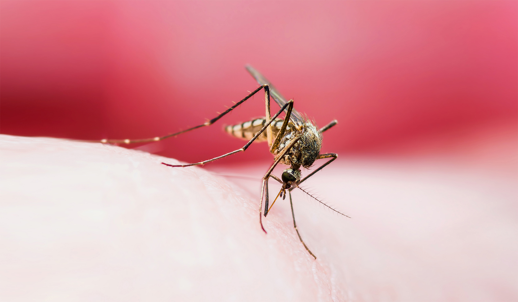 Sprawdzone sposoby na komary/fot. iStock