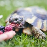 Przyjaciel ze skorupą – wybieramy żółwia domowego dla dziecka