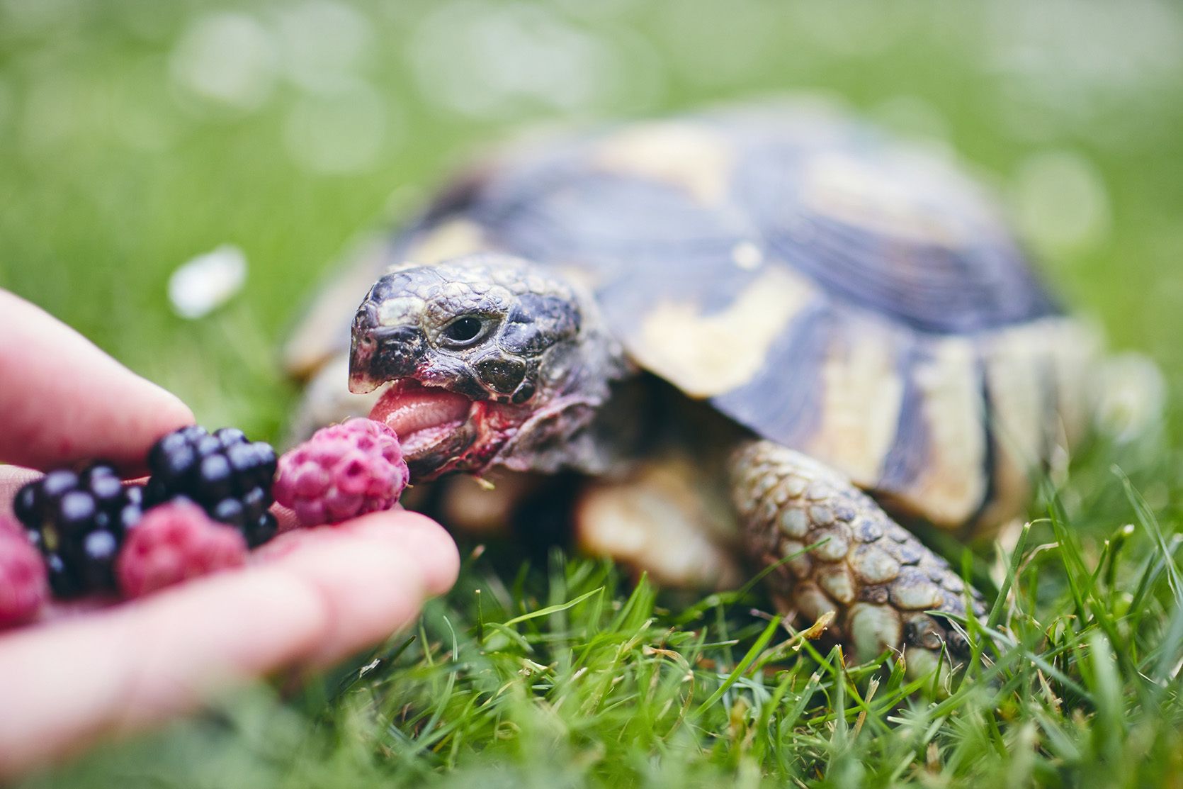 Przyjaciel ze skorupą – wybieramy żółwia domowego dla dziecka