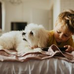 Pies dla alergika – jaką rasę wybrać?